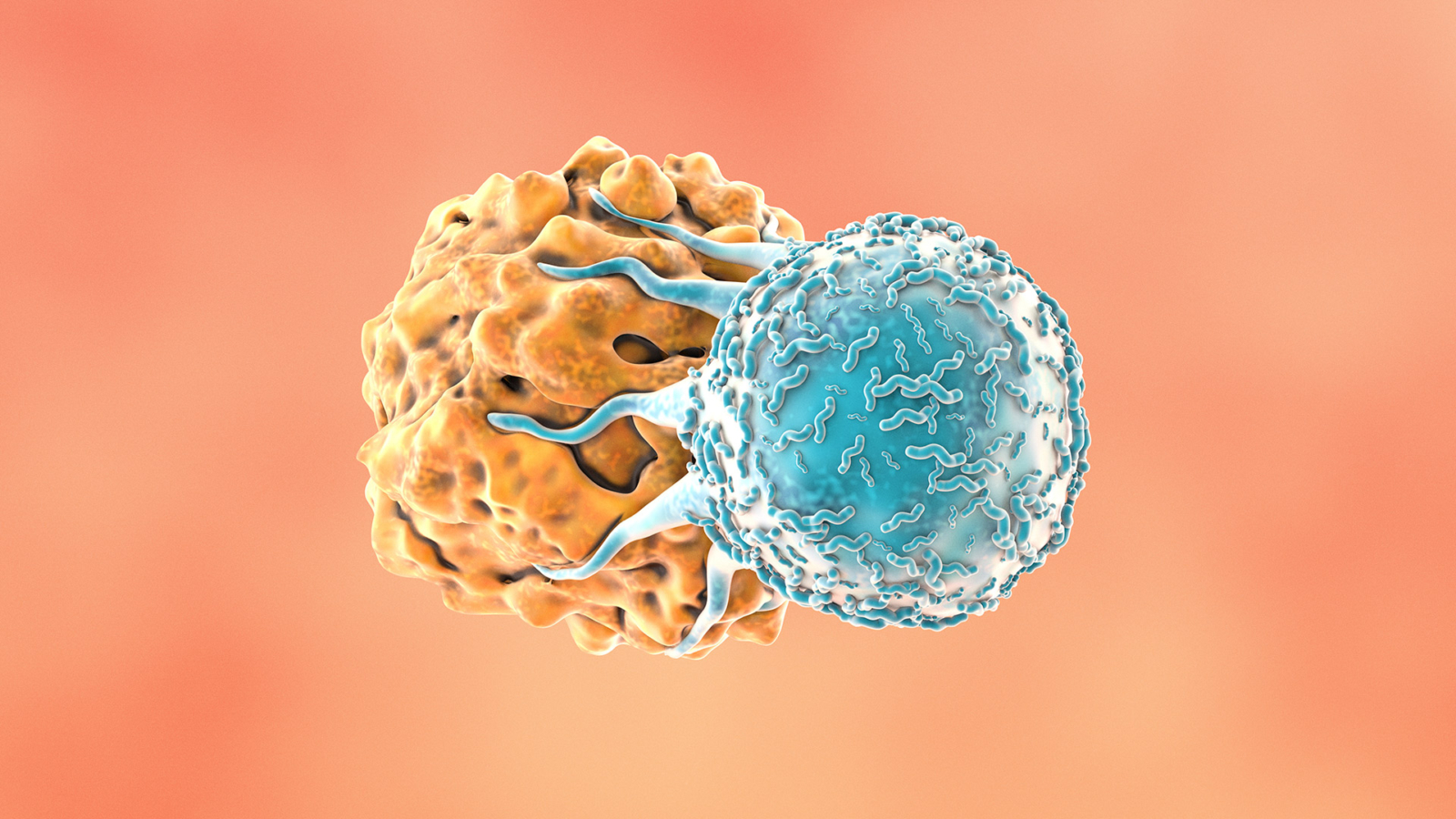 3D illustration of a blue immune cell attacking an orange cancer cell on a pink background.